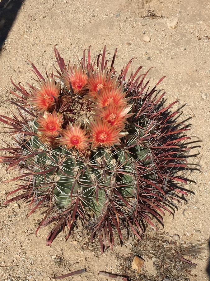 트웬티나인팜스 Cactus Adobe 빌라 외부 사진