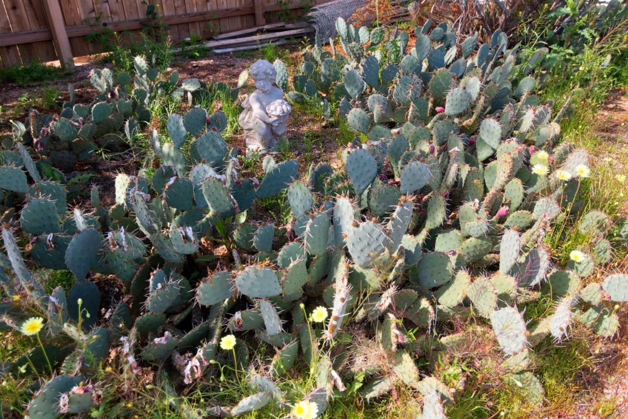 트웬티나인팜스 Cactus Adobe 빌라 외부 사진
